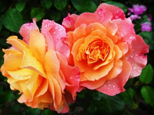 Rose 1_OSG